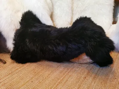 Produktbild von Merino Schaffell Echt – Lammfell Naturfell Teppich, weich, warm, Fell für Sofa, Stuhl & Deko Größe:110cm - 120cm,Farbe:SCHWARZ