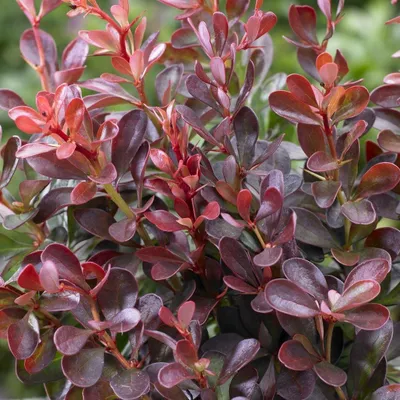 Immagine prodotto di 2 x  Berberitze  - Berberis thunbergii 'Atropurpurea Nana'  | 20-25 cm in vaso