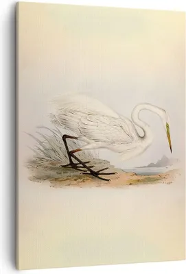Produktbild von Bild auf Leinwand - Leinwandbild - Einteilig - Vogel Weiß Reiher - 50x70cm - Wand Bild - Wanddeko - Wandbilder - Leinwanddruck - Kunstdruck - Wanddekoration - Leinwand bilder - Wandbild - PA50x70-4979