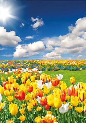Produktbild von Wallario Poster - Tulpenwiese unter blauem Himmel, Kunstdruck Größe: 70 x 100 cm