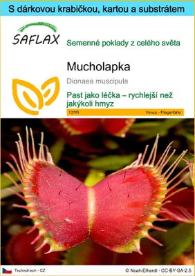 Obrázek produktu pro SAFLAX Dárková sada - Mucholapka - Dionaea muscipula - 10 Semena - S dárkovou krabičkou, přepravním štítkem, dárkovou kartou a pěstebním médiem