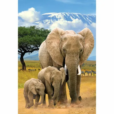 Immagine prodotto di Eurographics Puzzle Elefanten, 250 Teile, 33 x 48 cm, 8251-5787