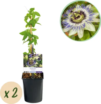 Zdjęcie produktu dla Męczennica - Passiflora caerulea - Kwiat niebieski z zielonym białym - Niskie wymagania pielęgnacyjne - 2 rośliny - 30-40cm - Ø10cm - Roślina ogrodowa