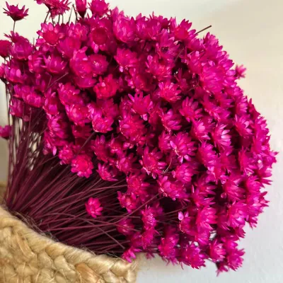 Produktbild von Glixia Trockenblumen 1 Bund 40-50cm für Vasen Kränze DIY langlebige Deko-Blumen