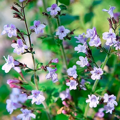 Produktbild von 6 x Kleinblütige Bergminze  - Calamintha nepeta 'Marvelette Blue'  | Topf 9cm x 9cm