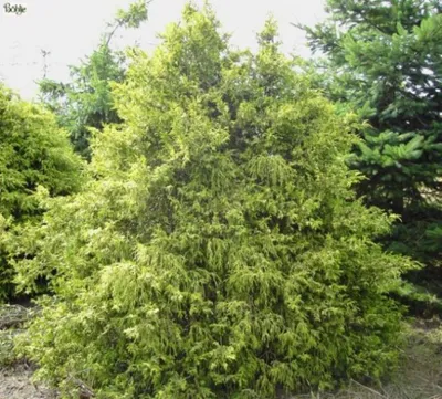 Produktbild von Chamaecyparis pisifera Gold Spangle - Gelbe Fadenscheinzypresse - 30-40cm