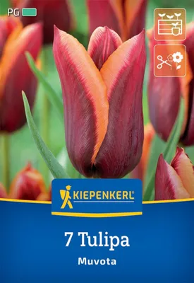 Produktbild von Kiepenkerl Triumph-Tulpe Muvota Tulipa hybrids 7 Zwiebeln