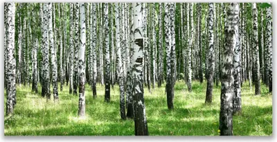 Produktbild von Tulup Leinwand-Bilder 120x60 Wandbild Canvas Kunstdruck Wald Natur