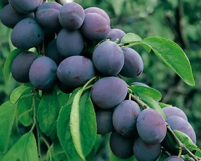 Produktbild von Zwetschenbaum `Jojo´ - scharkaresistente Sorte - 120-140cm im Topf