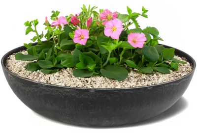 Produktbild von Runde bauchige 45 cm Pflanzschale für draussen, schwarz marmoriert