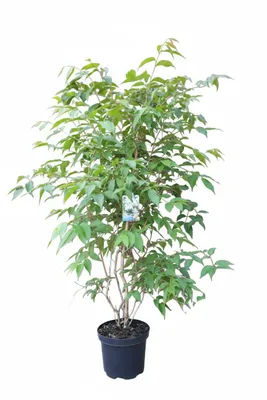 Produktbild von Sieben-Söhne-des-Himmels-Strauch Heptacodium miconioides 120–130 cm – winterharter, Strauch mit vielen duftenden weißen und rosa Blüten