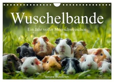 Produktbild von Wuschelbande - Ein Jahr voller Meerschweinchen (Wandkalender 2027 DIN A4 quer), CALVENDO Monatskalender