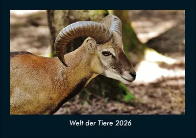 Produktbild von Welt der Tiere 2026 Fotokalender - Querformat DIN A4, Monatskalender mit Bild-Motiven von Haustieren, Bauernhof, wilden Tieren und Raubtieren