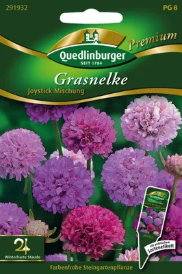 Zdjęcie produktu dla Quedlinburger Saatgut - Mieszanka goździków trawiastych - Nasiona - 291932