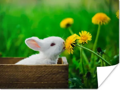 Produktbild von MuchoWow® Poster Kaninchen - Löwenzahn - Gras 160x120 cm - Foto Plakat