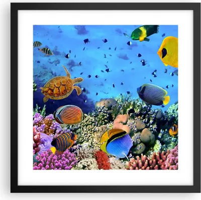 Produktbild von Gerahmtes Poster - Schwarzer Rahmen - Korallenriff - 40x40 cm - Wand Bild - Wanddeko - Wandbilder - Kunstposter - Wandposter - Bilderrahmen - Bilder - Kunstdruck - Wandbild - P2BAC40x40-3569