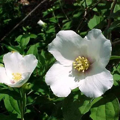 Obrázek produktu pro 2 x  zahradní jasmín  - Philadelphus 'Belle Etoile'  | 50-60 cm v kontejneru