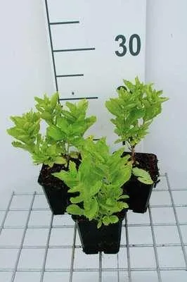 Image de 6 x Campanula lact. 'Border Blues' ('madiwiho') - Menthe de montagne - pot 9 x 9 cm