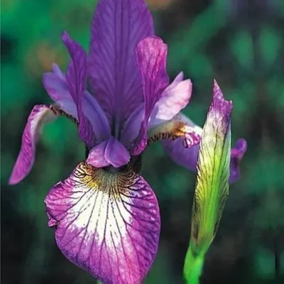 Obrázok produktu pre Iris Sibirica Illiane Charm 1 ks. Sadenice kosatcov Sadenica kosatca