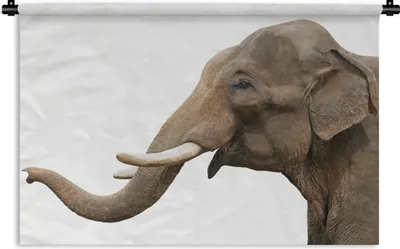 Produktbild von MuchoWow® Wandteppich Wandbehang Elefant - Zähne - Weiß 150x100 cm Tapisserie Dekoration Wandtuch - Waschbar - Tapisserien - Wand-Decke