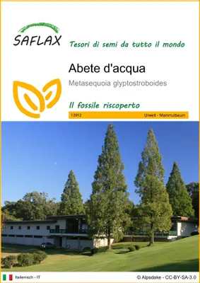 Immagine prodotto di SAFLAX  - Abete d'acqua  - 60 semi - Metasequoia