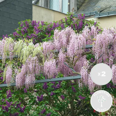 Image de Bloomique - Lot de 2 - Wisteria floribunda 'Rosea' - Glycine rose - Plantes grimpantes - Plantes de jardin - Rustiques - Hauteur 50-70 cm - Pot 15 cm