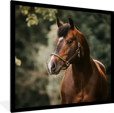 Produktbild von MuchoWow® Gerahmtes Poster Pferd - Äste - Porträt 40x40 cm - Poster mit Schwarzem Bilderrahmen Wandposter Rahmen Foto Bilder - Mit Rahmen - Wanddekoration Schlafzimmer