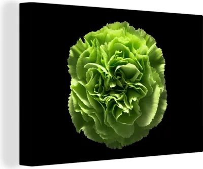Produktbild von OneMillionCanvasses® - Leinwandbilder - 140x90 cm, Grün - Nelke - Blumen, Wandbilder Kunstdruck Wanddekoration