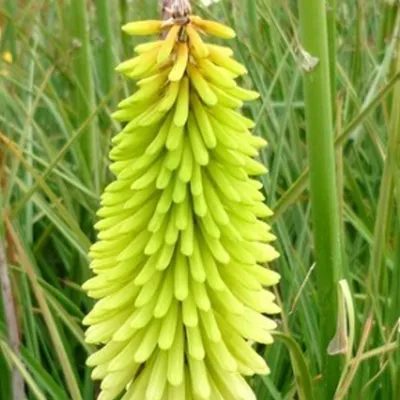 Produktbild von 6 x Fackellilie  - Kniphofia 'Ice Queen'  | Topf 9cm x 9cm