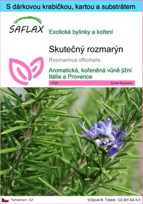 Obrázek produktu pro SAFLAX Dárková sada - Skutečný rozmarýn - Rosmarinus officinalis - 100 Semena - S dárkovou krabičkou, přepravním štítkem, dárkovou kartou a pěstebním médiem
