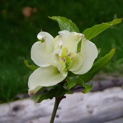 Produktbild von Bauerngarten Pfingstrose - Paeonia officinalis 'Alba Plena' | im Container