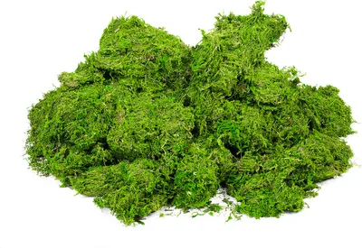 Produktbild von VBS XXL Moos, 1 kg