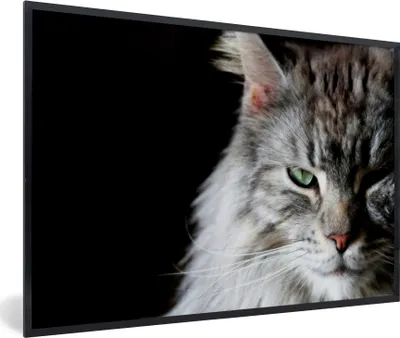 Produktbild von MuchoWow® MuchoWow® Gerahmtes Poster Porträt einer graufarbigen Maine Coon Katze 60x40 cm - Poster mit zchwarzem Bilderrahmen - Printing - Wanddeko Schlafzimmer