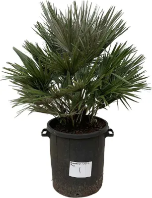 Produktbild von Everyplants Chamaerops Vulcano - 110cm, ø40 cm