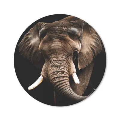 Produktbild von MuchoWow® Mauspad Mousepad Elefant - Tiere - Zähne 30x30 cm - Mousepads - Maus Mat - Pad - Mausunterlage - Tischunterlage - Schreibtischmatten