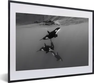 Produktbild von MuchoWow® MuchoWow® Gerahmtes Poster Orca - Wasser - Schwarz - Weiß 40x30 cm - Poster mit zchwarzem Bilderrahmen - Bilderrahmen - Poster im Rahmen