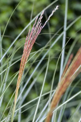 Produktbild von Miscanthus sinensis 'Kleine Silberspinne', Chinaschilf, ca. 11x11 cm Topf