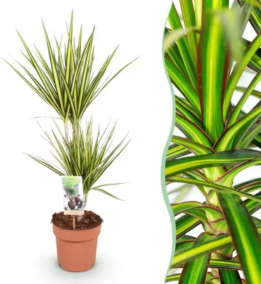 Image de Dracaena Sunray - Dragonnier - Peu d'entretien - Vert - 70-75cm - Ø17cm - Plante d'intérieur - Vert persistant
