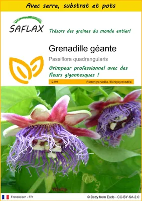 Image de SAFLAX Ensemble de culture - Grenadille géante - 12 graines - Passiflora