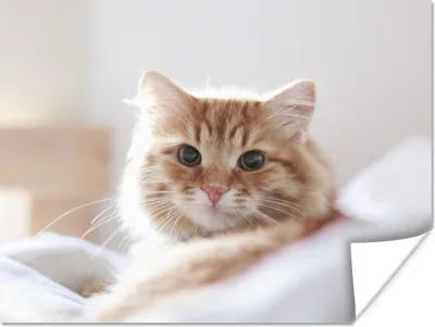 Produktbild von MuchoWow® Poster Katze - Rot - Bett - Mädchen - Kinder - Jungen 80x60 cm - Kunst für zu Hause