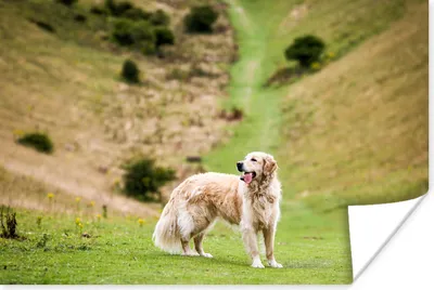 Produktbild von MuchoWow® Poster Schönes Bild eines Golden Retrievers 30x20 cm - Plakate - Print