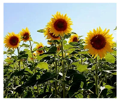 Produktbild von Riesensonnenblume Titan Portion