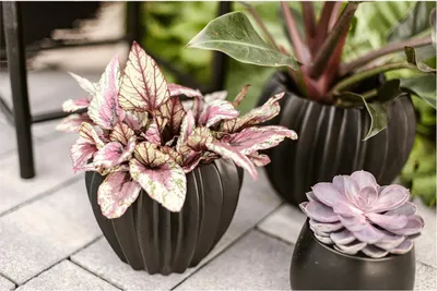 Produktbild von Wikholm form Design Pflanzgefäß / Blumentopf Keramik schwarz ⌀ 18 x H 22 cm