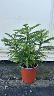 A potted Norfolk Island Pine plant sits on a dark, textured surface in front of a white and light gray wall.
