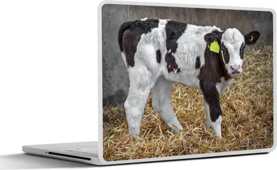 Produktbild von MuchoWow® Laptop Aufkleber Sticker Cover Kuh - Stroh - Kalb - Tiere 30x21 cm - Sticker für Laptop - Selbstklebend