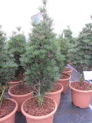Produktbild von Sciadopitys verticillata Eiffel Tower - Japanische Schirmtanne 50-60