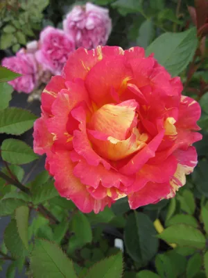Produktbild von Rosa La Parisienne ® - Beetrose La Parisienne ® - Delbard Rose
