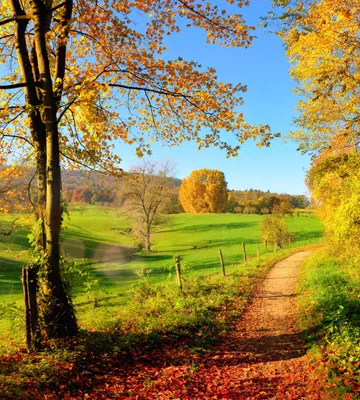 Produktbild von Fototapete - Meadow 225x250cm - Vliestapete