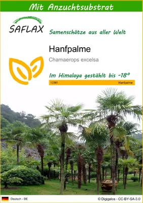Produktbild von SAFLAX - Hanfpalme - Chamaerops excelsa - 10 Samen - Mit keimfreiem Anzuchtsubstrat