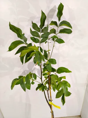 Produktbild von Juglans regia 'Chandler', Walnussbaum, Höhe 100 cm, 5-Liter-Topf
